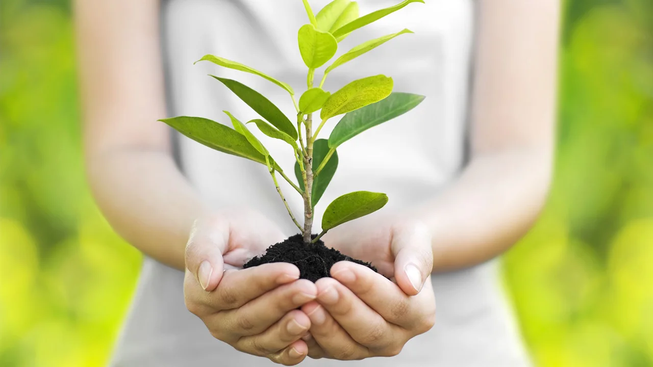 ТОП причин обрати перевірені саджанці